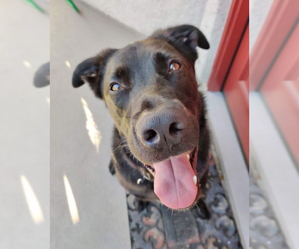 Medium Photo #10 German Shepherd Dog-Unknown Mix Puppy For Sale in Corona, CA, USA