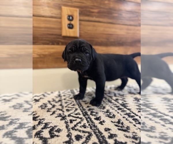 Medium Photo #39 Cane Corso Puppy For Sale in BARBOURSVILLE, VA, USA