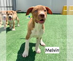 Small Mutt
