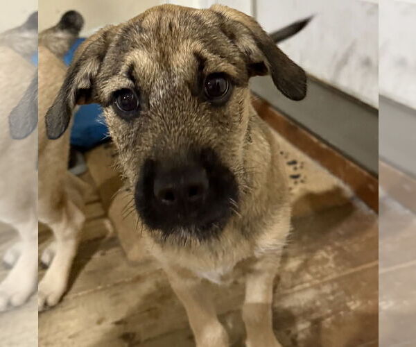 Medium Photo #1 Mutt Puppy For Sale in Brooklyn Center, MN, USA