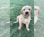 Puppy Ranger Boy Golden Retriever