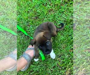 Labrador Retriever-Unknown Mix Dogs for adoption in Holly Springs, NC, USA