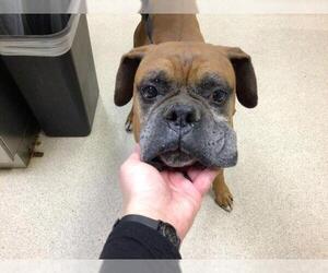 Boxer Dogs for adoption in Riverside, CA, USA