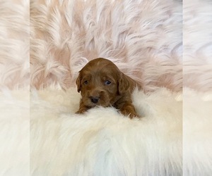 Goldendoodle-Poodle (Toy) Mix Puppy for sale in SURPRISE, AZ, USA