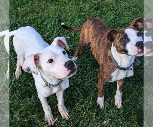 Medium Photo #15 Boxer-Unknown Mix Puppy For Sale in Germantown, OH, USA
