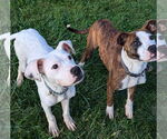 Small #14 Boxer Mix