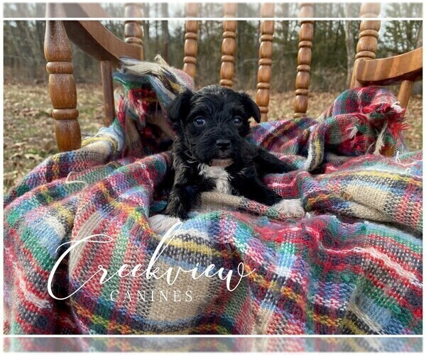 Medium Photo #8 Schnoodle (Miniature) Puppy For Sale in NIANGUA, MO, USA