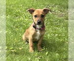 Small #2 Jack Russell Terrier-Papillon Mix