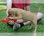 Small #5 Mutt