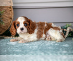 Small #2 Cavalier King Charles Spaniel