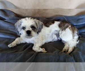 Shih Tzu Puppy for sale in GLASGOW, IA, USA