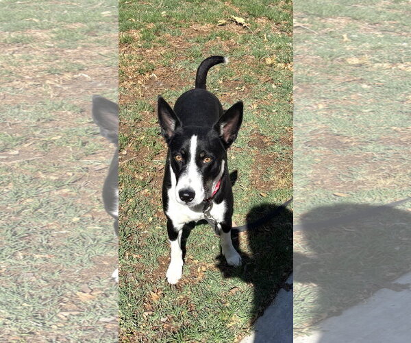 Medium Photo #1 Mutt Puppy For Sale in Lake Elsinore, CA, USA