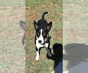 Mutt Dogs for adoption in Lake Elsinore, CA, USA