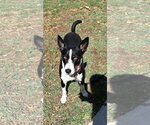 Molly - Female Mutt Dog for Adoption - Small photo