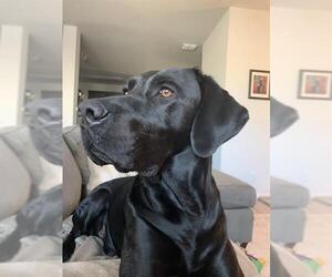Labrador Retriever-Unknown Mix Dogs for adoption in San Antonio, TX, USA