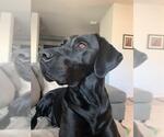 Small Labrador Retriever Mix