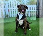 Small #5 Akita-Mastiff Mix