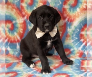 Labrador Retriever-Saint Bernard Mix Puppy for sale in LANCASTER, PA, USA