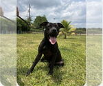 Small #3 American Pit Bull Terrier-Presa Canario Mix