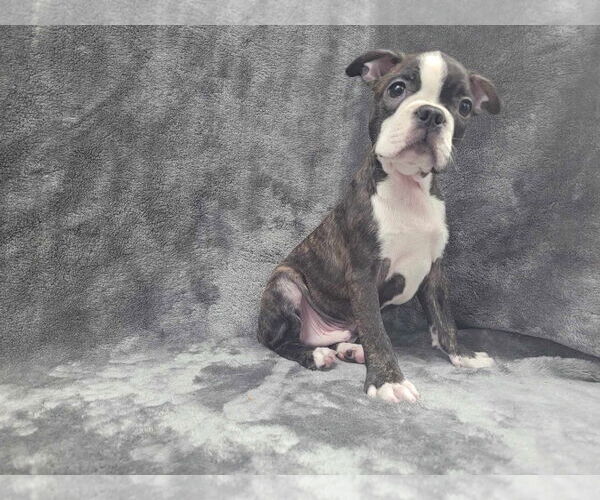 Medium Photo #2 Boston Terrier Puppy For Sale in Lincolnwood, IL, USA