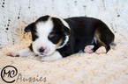 Small Photo #2 Miniature Australian Shepherd Puppy For Sale in OAKLEY, KS, USA