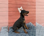 Small Photo #3 Doberman Pinscher Puppy For Sale in FREDERICKTOWN, MO, USA