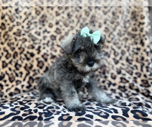 Medium Photo #2 Schnauzer (Miniature) Puppy For Sale in LAKELAND, FL, USA