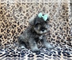 Small #1 Schnauzer (Miniature)