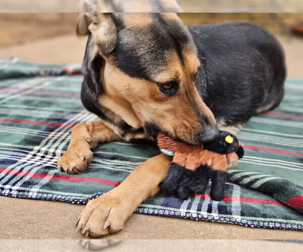 Medium Photo #4 Shepradors Puppy For Sale in LOGANVILLE, GA, USA