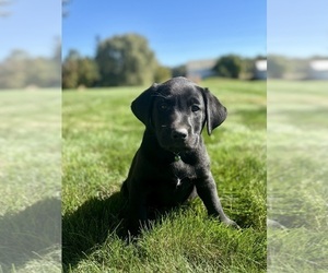 Labrador Retriever Dog for Adoption in FREDERICKSBG, Ohio USA