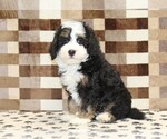 Small #3 Bernedoodle (Miniature)