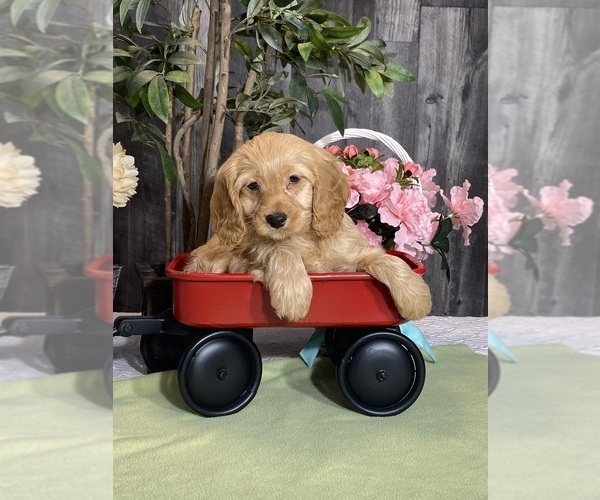 Medium Photo #3 Cockapoo Puppy For Sale in CANOGA, NY, USA