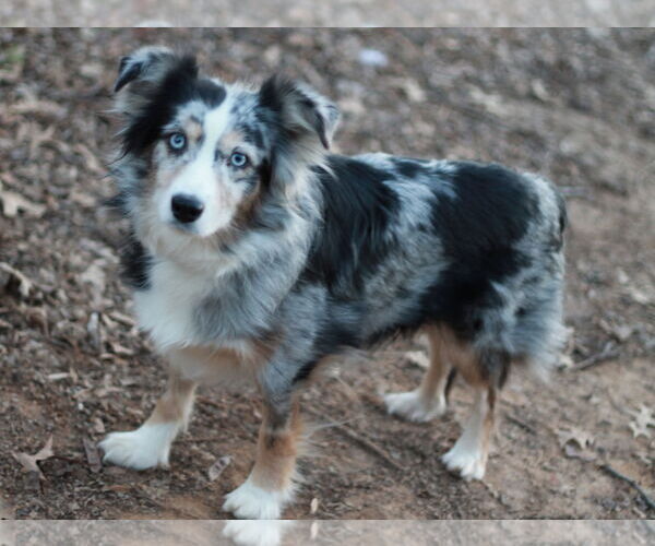 Medium Photo #6 Australian Shepherd Puppy For Sale in Cookeville, TN, USA