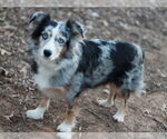 Small #5 Australian Shepherd