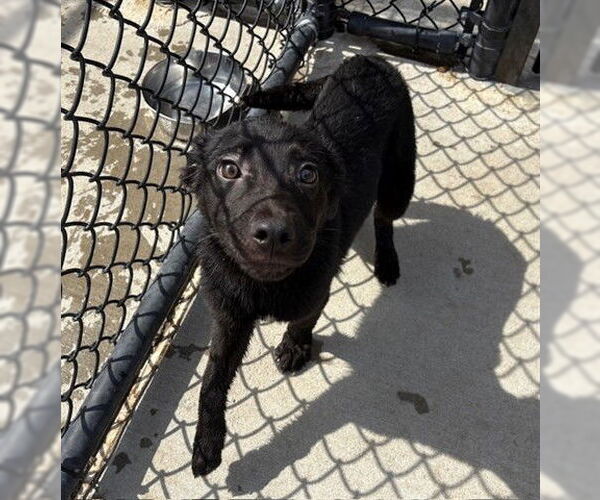 Medium Photo #2 Shepradors Puppy For Sale in Tulsa, OK, USA