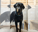 Small #5 Rottweiler
