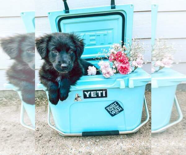 Medium Photo #15 Australian Shepherd Puppy For Sale in DOTHAN, AL, USA