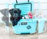 Small Photo #15 Australian Shepherd Puppy For Sale in DOTHAN, AL, USA