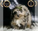 Puppy Mario YorkiePoo