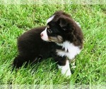 Small Photo #1 Miniature Australian Shepherd Puppy For Sale in MAGNOLIA, TX, USA