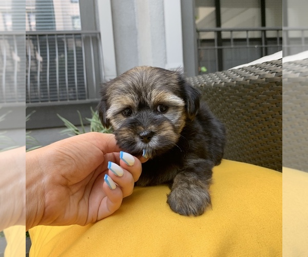 Medium Photo #11 Havashire Puppy For Sale in HOUSTON, TX, USA