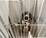 Small #3 American Pit Bull Terrier Mix