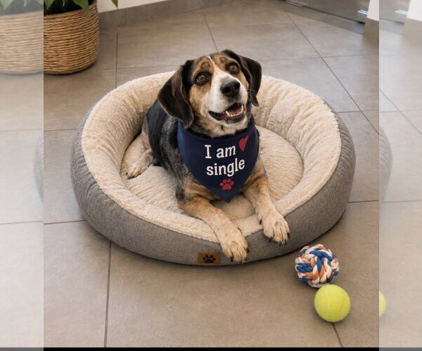 Medium Photo #2 Beagle-Unknown Mix Puppy For Sale in Euless, TX, USA