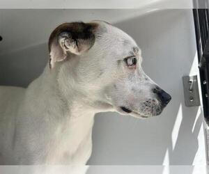 American Pit Bull Terrier-Siberian Husky Mix Dogs for adoption in Houston, TX, USA