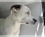Small American Pit Bull Terrier-Siberian Husky Mix