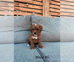 Poodle (Toy) Puppy for Sale in PORTLAND, Oregon USA