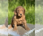 Small Photo #2 Goldendoodle (Miniature) Puppy For Sale in SCHOHARIE, NY, USA