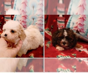 Maltese-Maltipoo (Miniature) Mix Puppy for Sale in PEABODY, Massachusetts USA