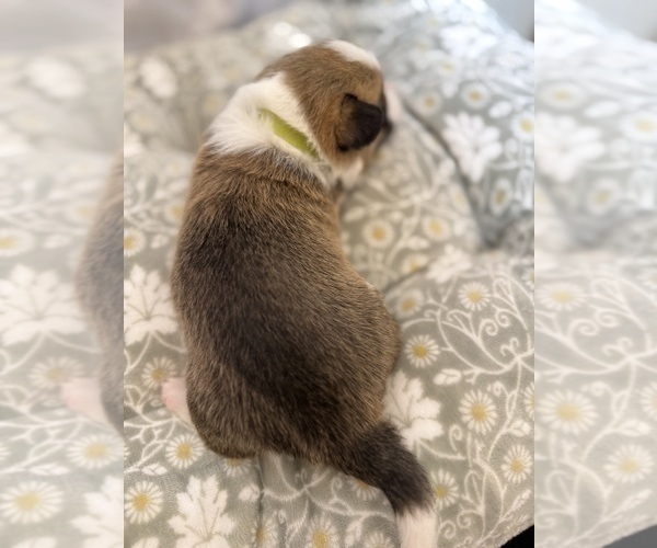 Medium Photo #11 Pembroke Welsh Corgi Puppy For Sale in GRAND RAPIDS, MI, USA