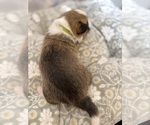 Small #10 Pembroke Welsh Corgi